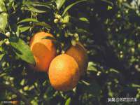常州常裕商务信息咨询有限公司